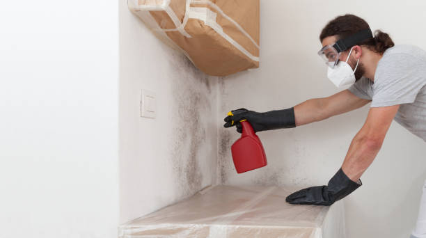 Professional Basement Mold Remediation technician working in Chandler, TX