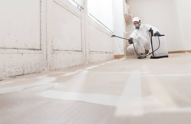 24/7 Emergency Basement Mold Remediation experts in Chandler, TX