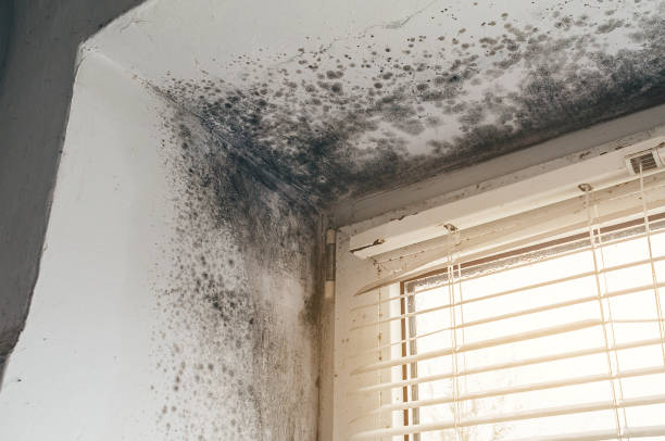Affordable Basement Mold Remediation solutions in Chandler, TX