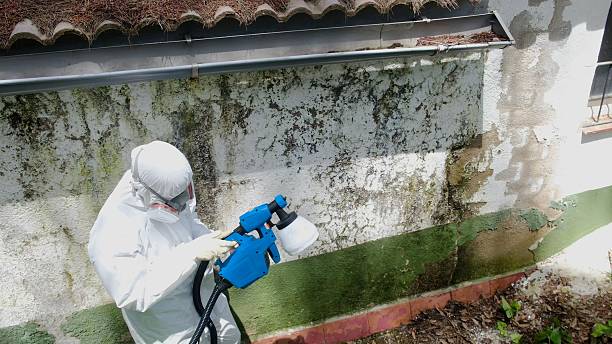 Top rated local Basement Mold Remediation specialists in Chandler, TX